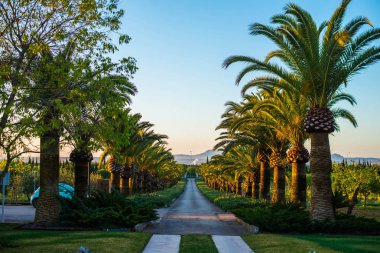 Sabah vakti, hurma ağaçları ile yol...