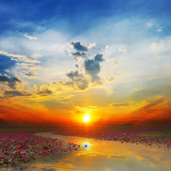 Solnedgång på havet röd Lotus — Stockfoto