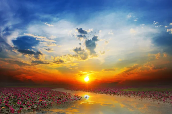 Gün batımı denizde Kırmızı Lotus — Stok fotoğraf