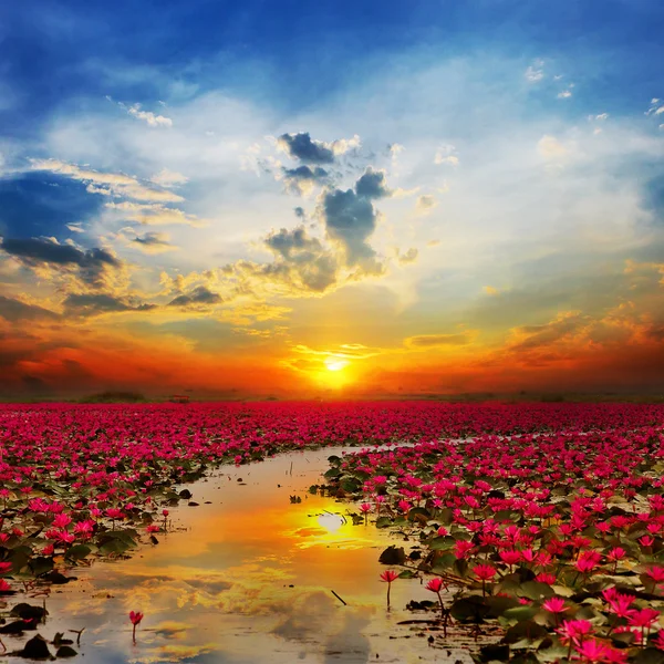 泰国阳光上升莲花一朵 — 图库照片