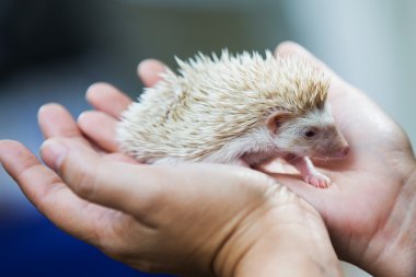 nice and cute sleepy African pygmy hedgehog rolled up in his han clipart
