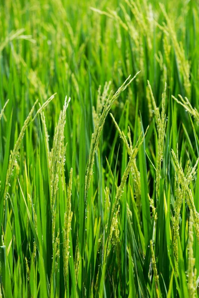 El arroz verde en el fondo del arroz de campo —  Fotos de Stock