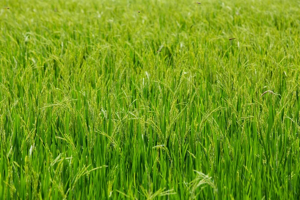 El arroz verde en el fondo del arroz de campo —  Fotos de Stock