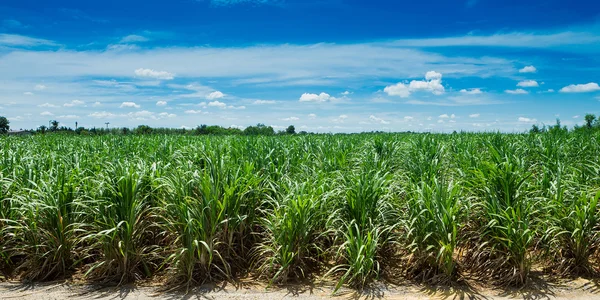 Sugarcane field in blue sky and white cloud in Thailand — Stock Photo, Image