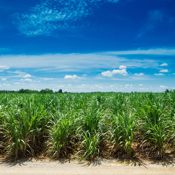 Suikerriet veld in de blauwe lucht en witte wolk in thailand — Stockfoto