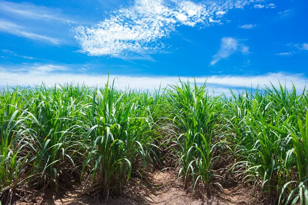 Suikerriet veld in de blauwe lucht en witte wolk in thailand — Stockfoto