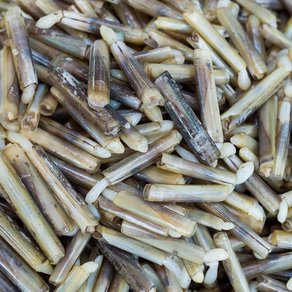 Large pile of fresh raw razor clams — Stock Photo, Image