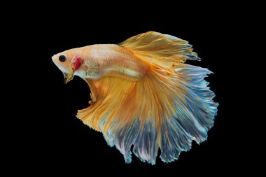 Siyam dövüş balık siyah arka plan üzerine izole sarı.