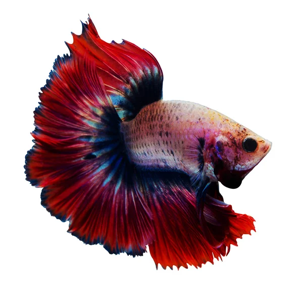 Siamese red fighting fish isolated on white background. — Stock Photo, Image