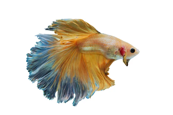 Сиамская жёлтая боевая рыба на белом фоне — стоковое фото