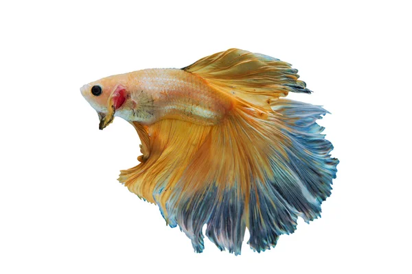 Сиамская жёлтая боевая рыба на белом фоне — стоковое фото