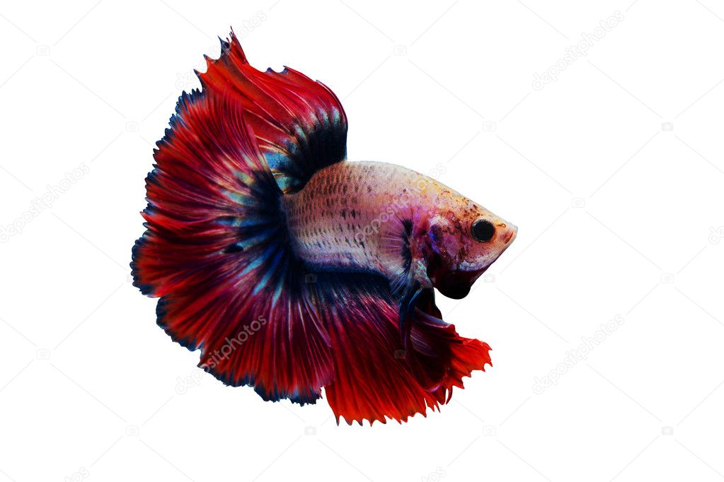 Siamese red fighting fish isolated on white background.