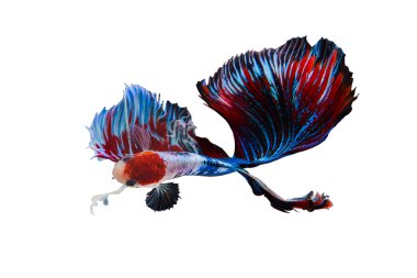 Beyaz arka planda izole edilmiş Siyam dövüşçüleri.