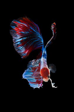 Siyam savaşçısı balıklar siyah arkaplanda izole edilmiş..