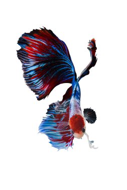 Beyaz arka planda izole edilmiş Siyam dövüşçüleri.