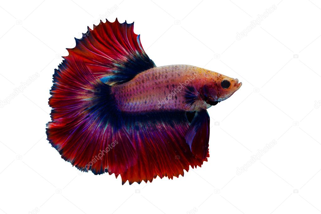 Siamese  fighting fish isolated on White background.