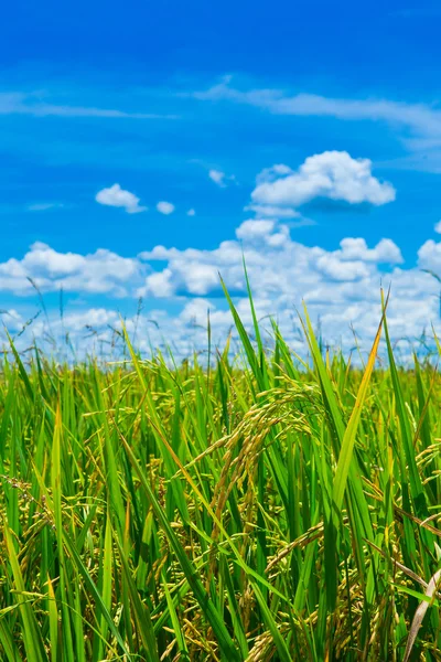 Campo de arroz verde com céu azul na Tailândia — Fotografia de Stock