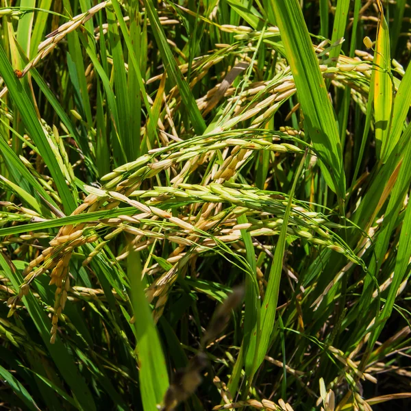 The Green rice in the field rice background — Stock Photo, Image