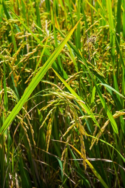 De groene rijst in de achtergrond van een veld rijst — Stockfoto