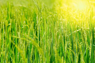 Yeşil alan pirinç pirinç sabah