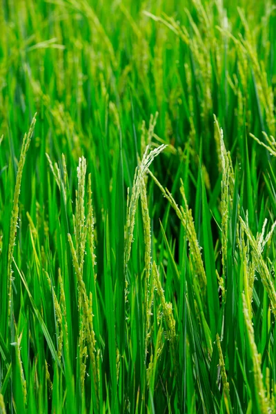 El arroz verde en el fondo del arroz de campo — Foto de Stock