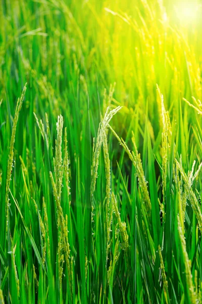 Arroz verde en el campo arroz en la mañana —  Fotos de Stock