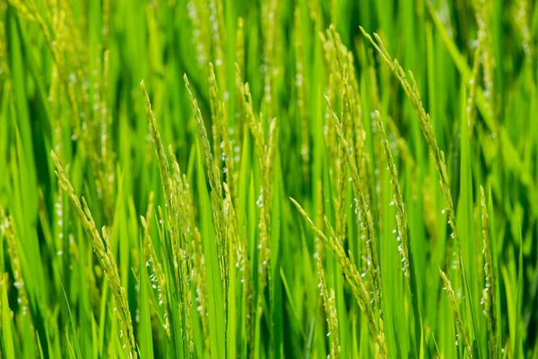Зелений рис на фоні польового рису — стокове фото