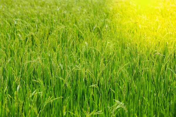 Arroz verde en el campo arroz en la mañana —  Fotos de Stock