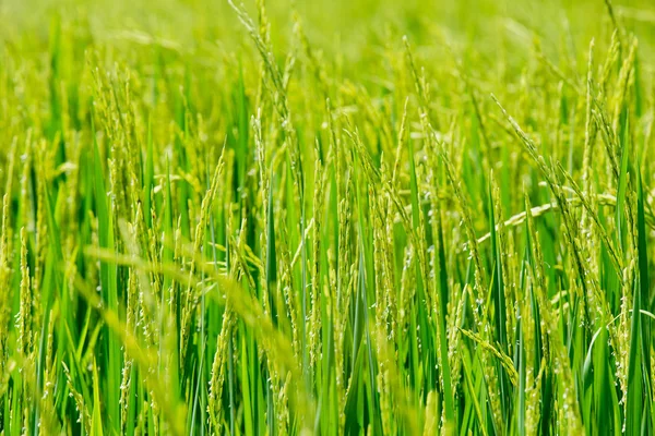 Riso verde sullo sfondo del riso di campo — Foto Stock