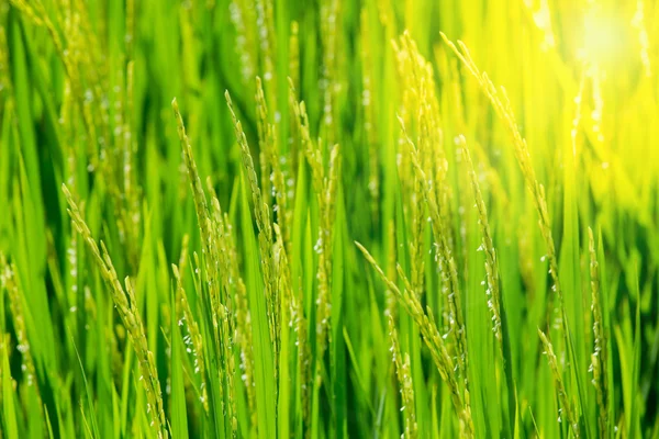 Arroz verde no campo arroz pela manhã — Fotografia de Stock