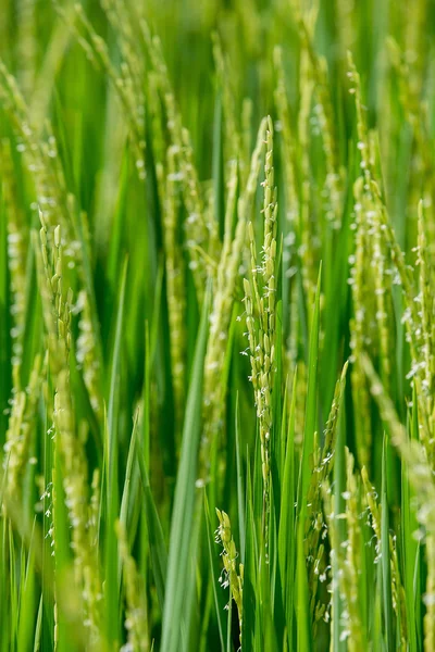 El arroz verde en el fondo del arroz de campo —  Fotos de Stock