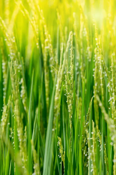 Arroz verde en el campo arroz en la mañana —  Fotos de Stock