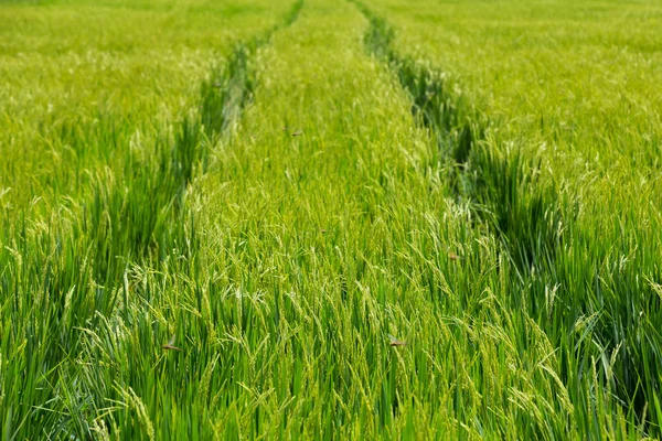 El arroz verde en el fondo del arroz de campo —  Fotos de Stock
