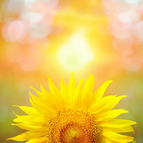 Schöne Sonnenblume im Park am Morgen und leeren Raum, clos — Stockfoto