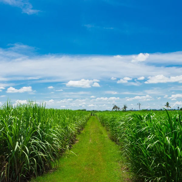 Zuckerrohrfeld in blauem Himmel und weiße Wolke in Thailand — Stockfoto