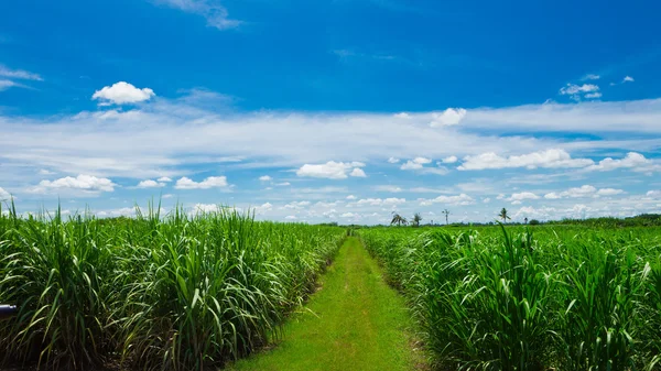 Campo de cana-de-açúcar no céu azul e nuvem branca na Tailândia — Fotografia de Stock