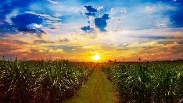 Campo de caña de azúcar en el cielo del atardecer y nube blanca en Tailandia — Foto de Stock