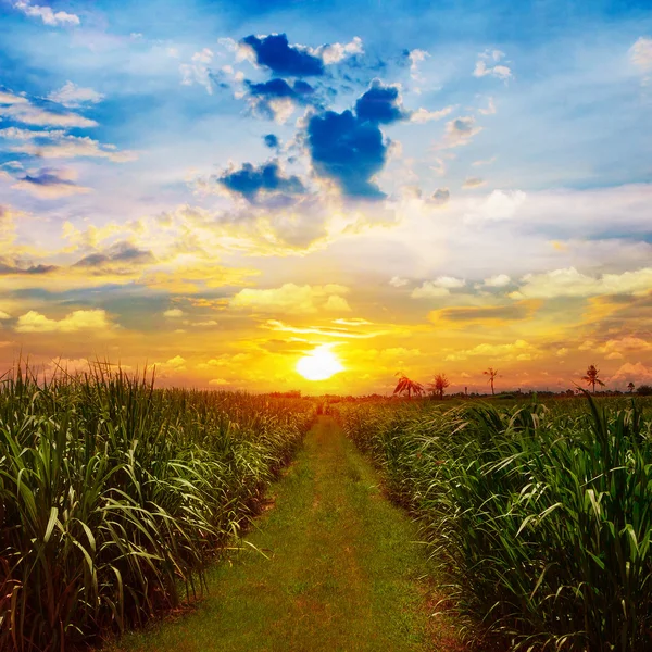 Sugarcane field in sunset sky and white cloud in Thailand — Stock Photo, Image