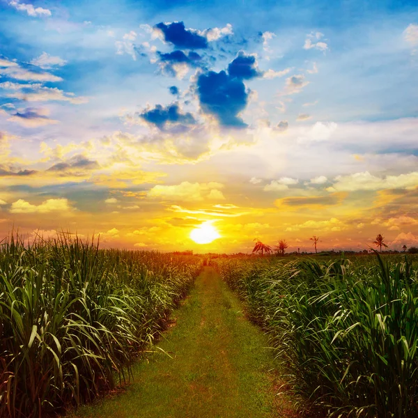 Campo de caña de azúcar en el cielo del atardecer y nube blanca en Tailandia —  Fotos de Stock