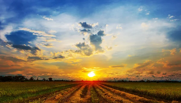 Campo de arroz verde com céu por do sol na Tailândia — Fotografia de Stock