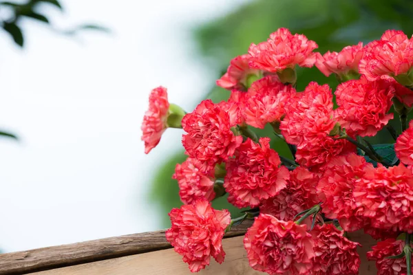 Fondo de flores hermosas para la escena de la boda y el evento —  Fotos de Stock