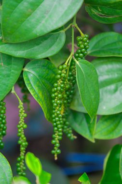 Taze yeşil biber. (Piper nigrum Linn) doğada ağaç üzerinde
