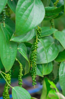 Taze yeşil biber. (Piper nigrum Linn) doğada ağaç üzerinde