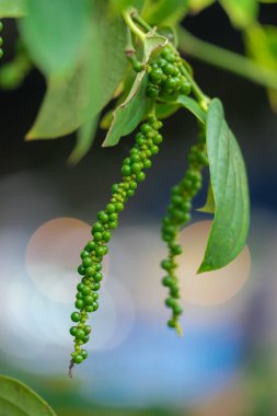 Taze yeşil biber. (Piper nigrum Linn) doğada ağaç üzerinde