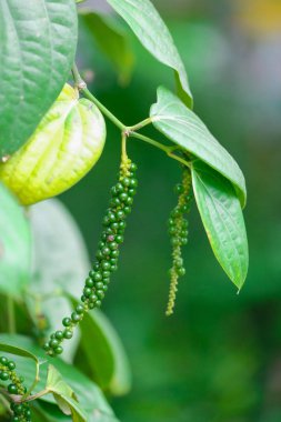 Taze yeşil biber. (Piper nigrum Linn) doğada ağaç üzerinde