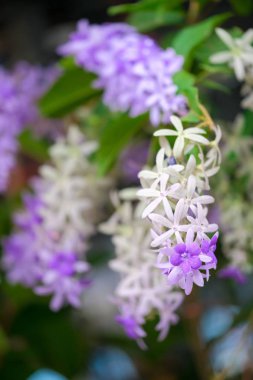 Menekşe çiçek Petrea çiçek ağaç üzerinde.
