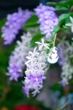 Menekşe çiçek Petrea çiçek ağaç üzerinde.