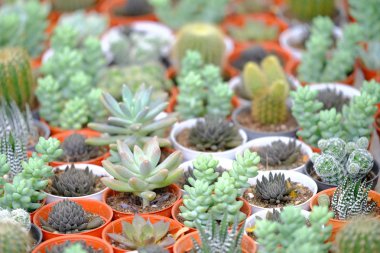 Kaktüs tencere hazır Satılık dizilmiş.