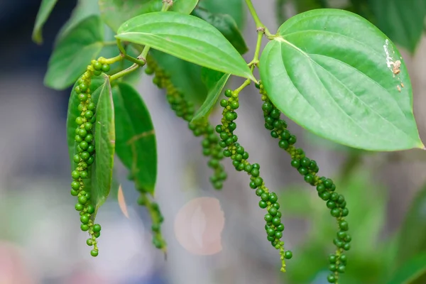 Fresh green pepper.(Piper nigrum Linn)  on tree in nature — Stock Photo, Image