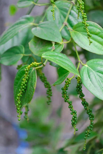 Fresh green pepper.(Piper nigrum Linn)  on tree in nature — Stock Photo, Image